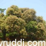 ಮಾವಿನ ಹೂವು ರಕ್ಷಣೆ: ಹೂ ಉದುರುವಿಕೆ ಕಡಿಮೆ ಮಾಡಿ ಉತ್ತಮ ಫಲ ಪಡೆಯುವ ಸಂಪೂರ್ಣ ಮಾರ್ಗದರ್ಶಿ.