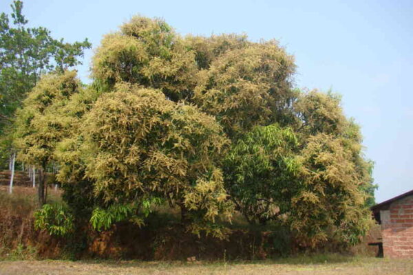 ಮಾವಿನ ಹೂವು ರಕ್ಷಣೆ: ಹೂ ಉದುರುವಿಕೆ ಕಡಿಮೆ ಮಾಡಿ ಉತ್ತಮ ಫಲ ಪಡೆಯುವ ಸಂಪೂರ್ಣ ಮಾರ್ಗದರ್ಶಿ.