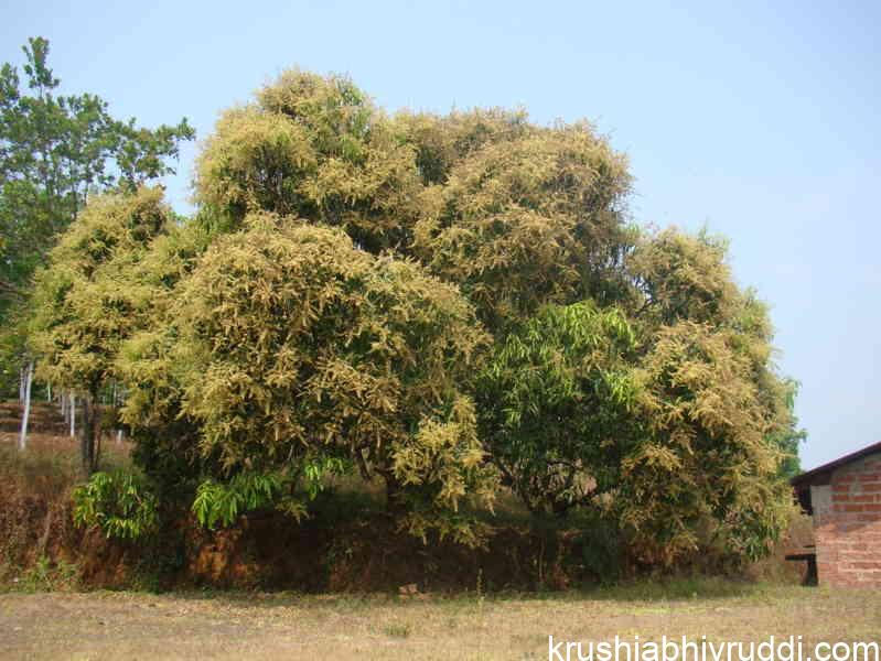 ಮಾವಿನ ಹೂವು ರಕ್ಷಣೆ: ಹೂ ಉದುರುವಿಕೆ ಕಡಿಮೆ ಮಾಡಿ ಉತ್ತಮ ಫಲ ಪಡೆಯುವ ಸಂಪೂರ್ಣ ಮಾರ್ಗದರ್ಶಿ.