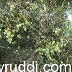 ರಸ್ತೆ ಬದಿಯ ಮಾವು–ಗೋಡಂಬಿ ಮರಗಳಲ್ಲಿ ಹೂ ಸೆಟ್ಟಿಂಗ್ ಹೆಚ್ಚಾಗಲು ದೂಳು ಕಾರಣವೇ?