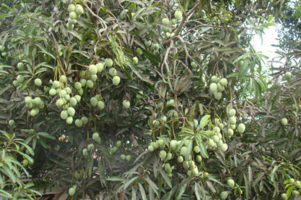 ರಸ್ತೆ ಬದಿಯ ಮಾವು–ಗೋಡಂಬಿ ಮರಗಳಲ್ಲಿ ಹೂ ಸೆಟ್ಟಿಂಗ್ ಹೆಚ್ಚಾಗಲು ದೂಳು ಕಾರಣವೇ?