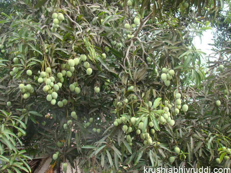 ರಸ್ತೆ ಬದಿಯ ಮಾವು–ಗೋಡಂಬಿ ಮರಗಳಲ್ಲಿ ಹೂ ಸೆಟ್ಟಿಂಗ್ ಹೆಚ್ಚಾಗಲು ದೂಳು ಕಾರಣವೇ?