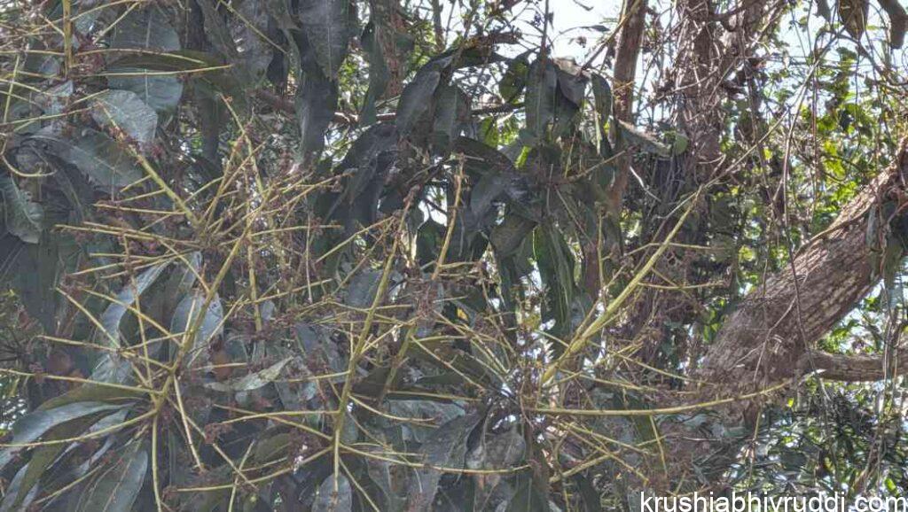 mango flowers are effected by cloudy weather
