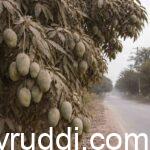 Roadside Mango & Cashew Flower Setting Mystery: Does Dust Really Protect Flowers and Improve Fruit Set.