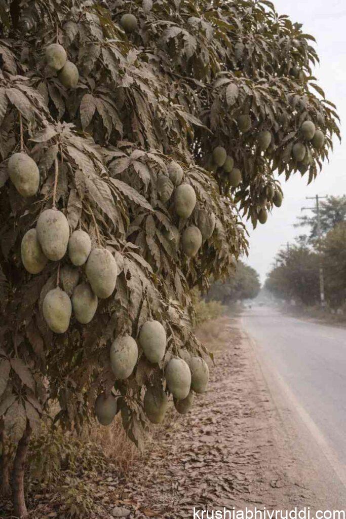 Roadside Mango & Cashew Flower Setting Mystery: Does Dust Really Protect Flowers and Improve Fruit Set.