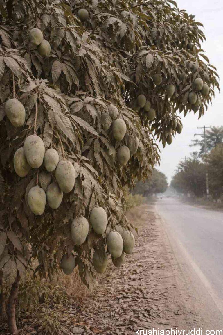 Roadside Mango & Cashew Flower Setting Mystery: Does Dust Really Protect Flowers and Improve Fruit Set.
