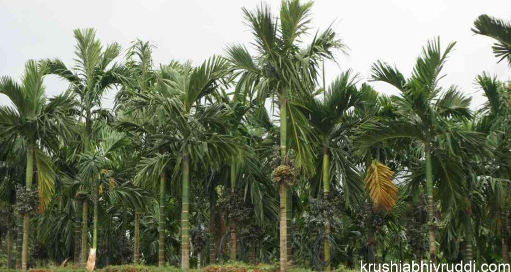 Nutritional Requirements of Plants in Summer Season