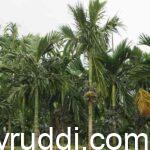 Nutritional Requirements of Plants in Summer Season