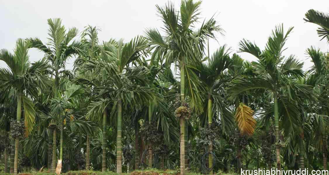 Nutritional Requirements of Plants in Summer Season